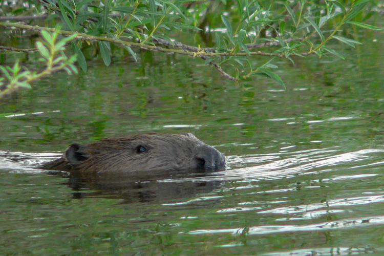 Bird-watching in Poland