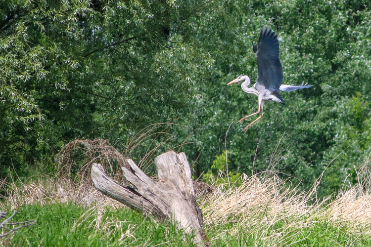 Bird-watching, czyli obserwowanie ptaków