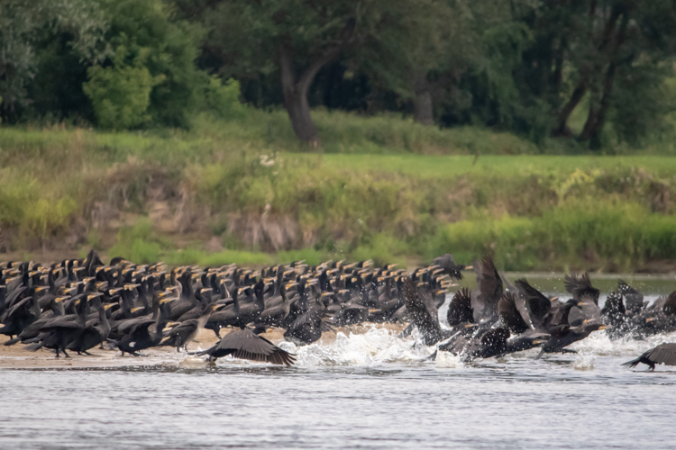 Bird-watching in Poland