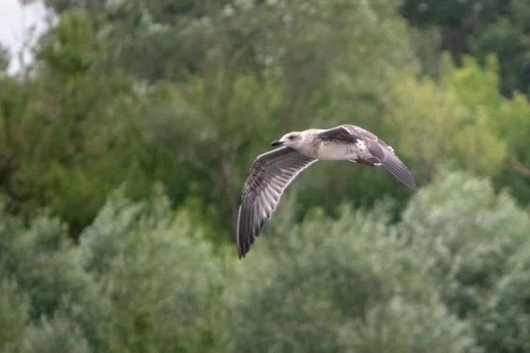 Bird-watching, czyli obserwowanie ptaków