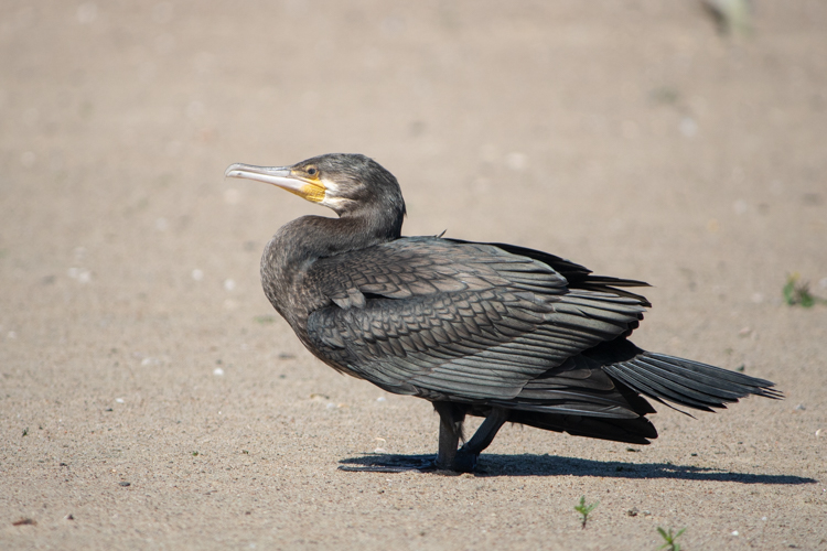 Bird-watching, czyli obserwowanie ptaków