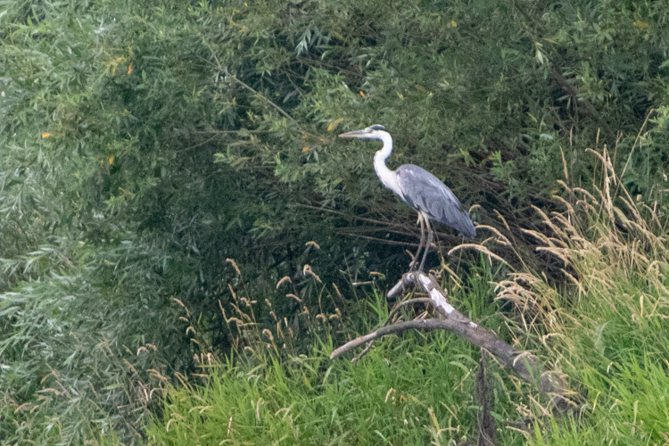 Bird-watching, czyli obserwowanie ptaków