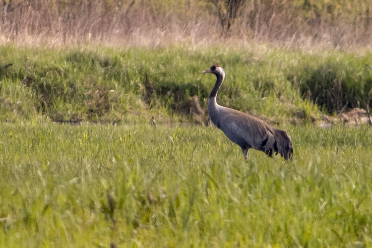 Bird-watching in Poland