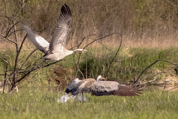 Bird-watching in Poland