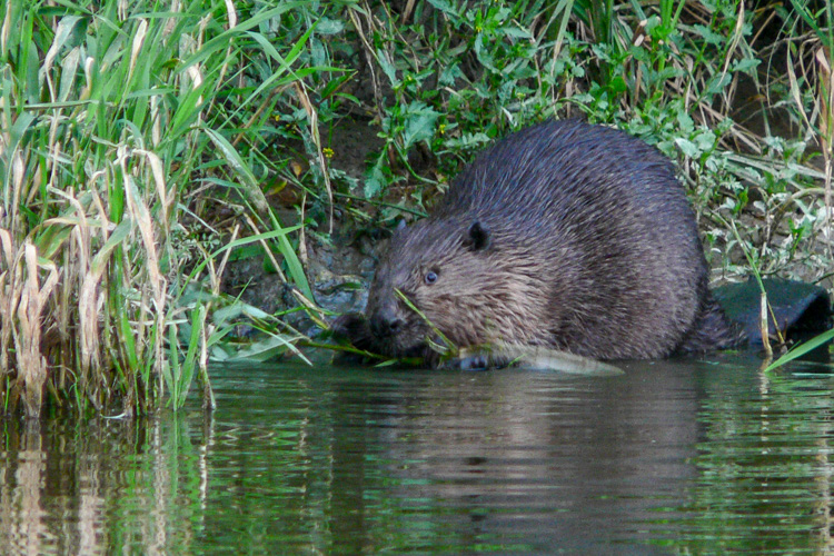 Bird-watching, czyli obserwowanie ptaków