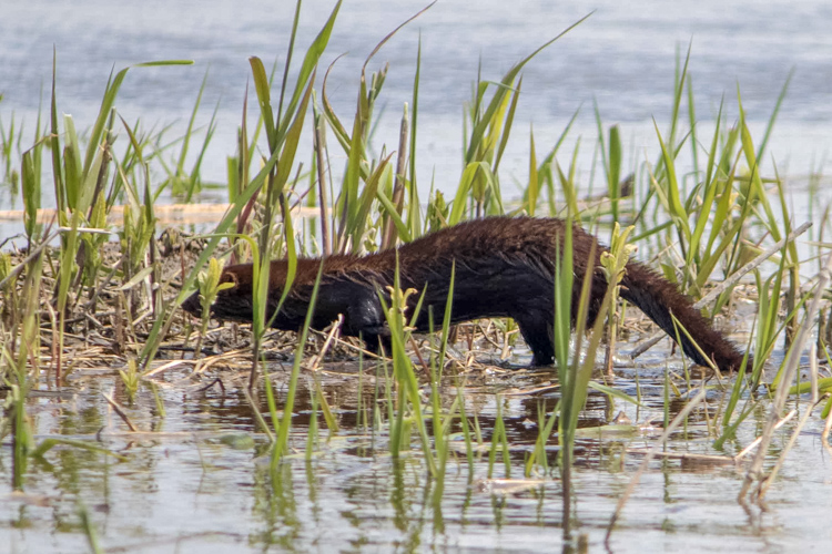 Bird-watching, czyli obserwowanie ptaków