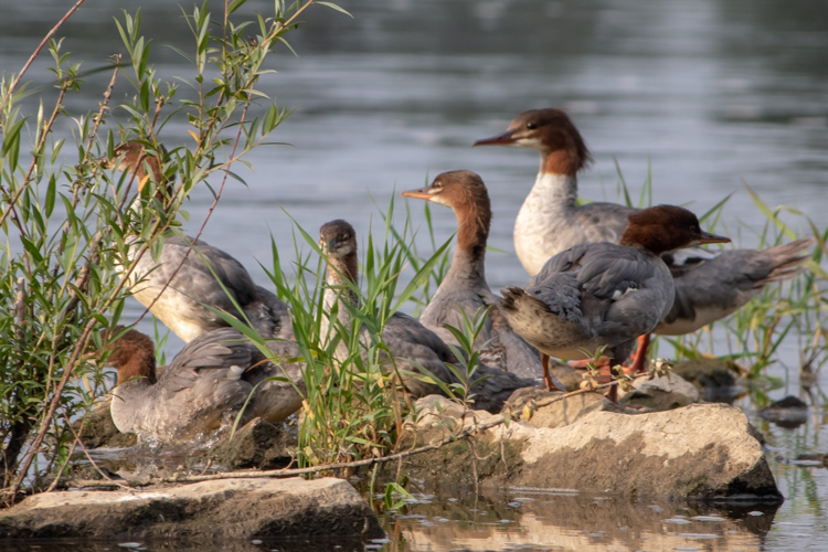 Bird-watching, czyli obserwowanie ptaków