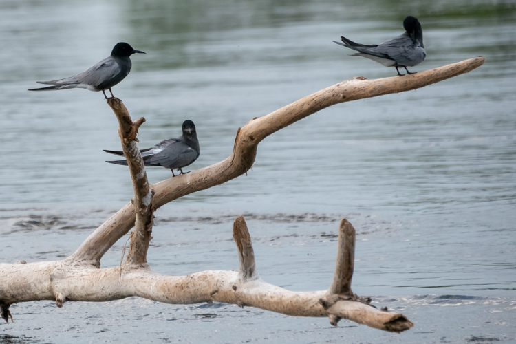 Bird-watching, czyli obserwowanie ptaków