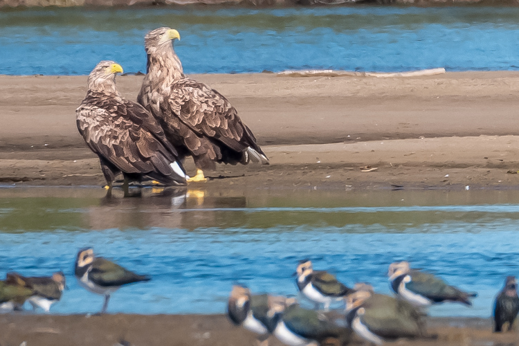 Bird-watching in Poland