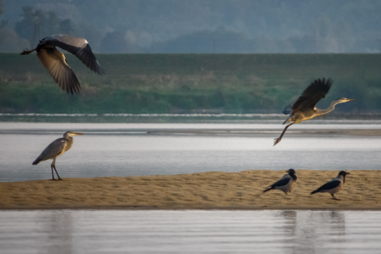 Bird-watching, czyli obserwowanie ptaków