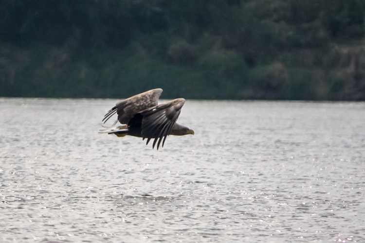 Bird-watching, czyli obserwowanie ptaków