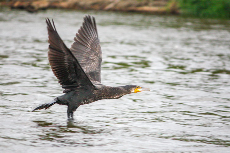 Bird-watching in Poland