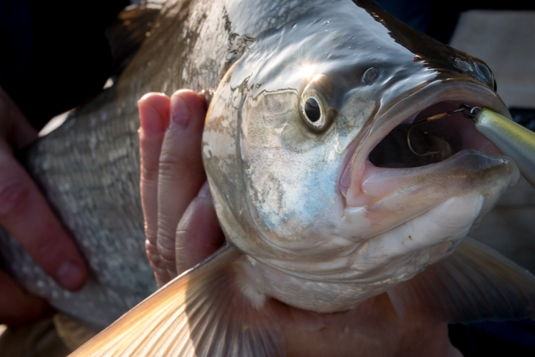 Asp fishing