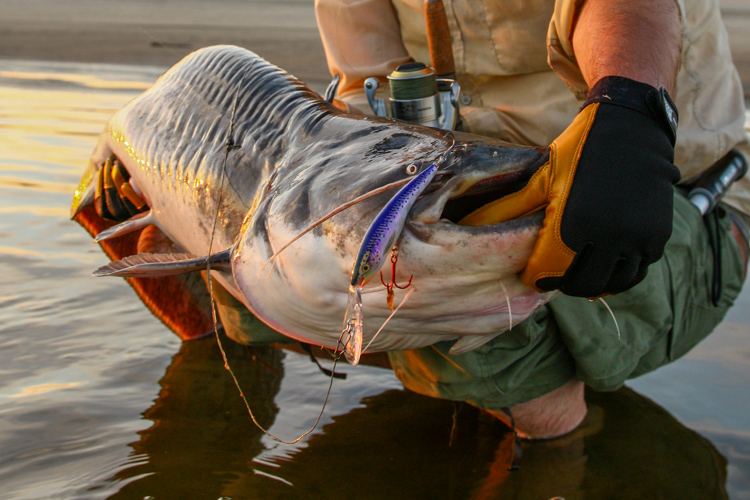 Catfish fishing