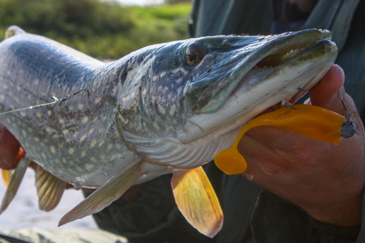 Pike fishing