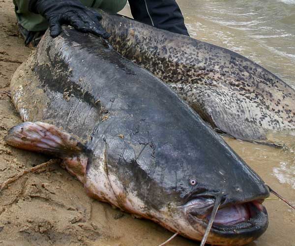 Catfish fishing in Poland 3