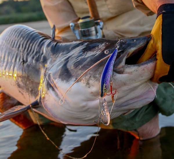 Catfish fishing in Poland