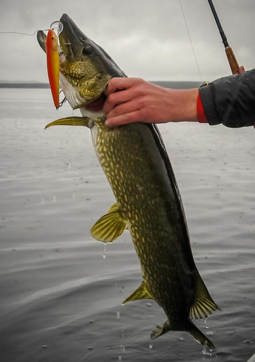 Pike fishing in Poland 3